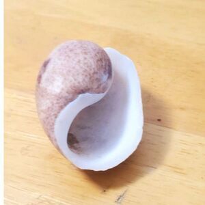 Gastropoda/ Caenogastropda Shell